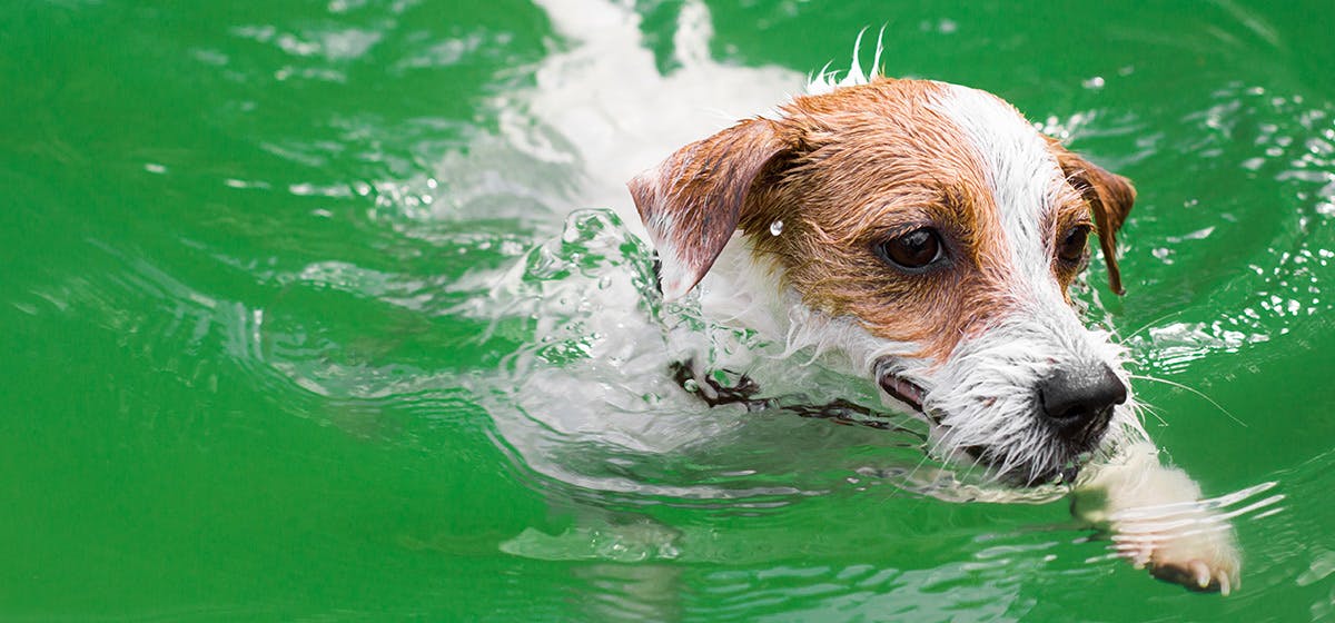 Can Dogs Naturally Swim Wag