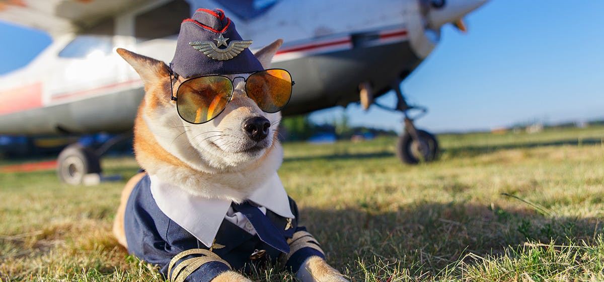 Can A Puppy Fly On An Airplane