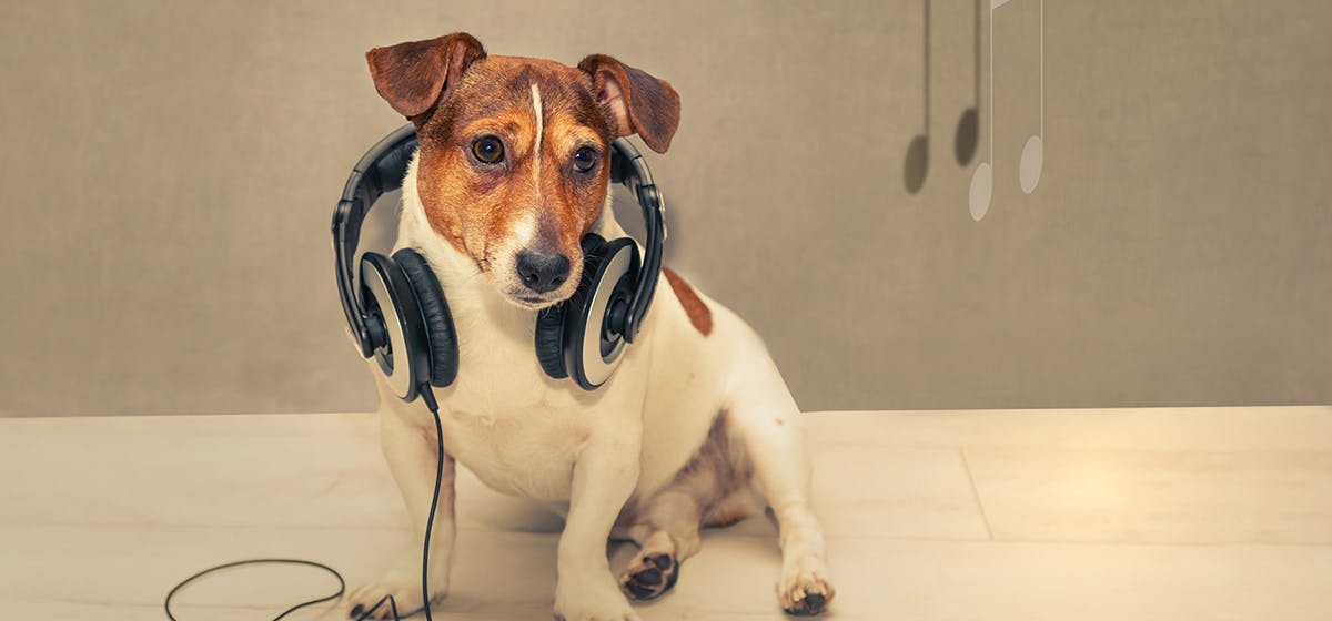 dog hearing frequency