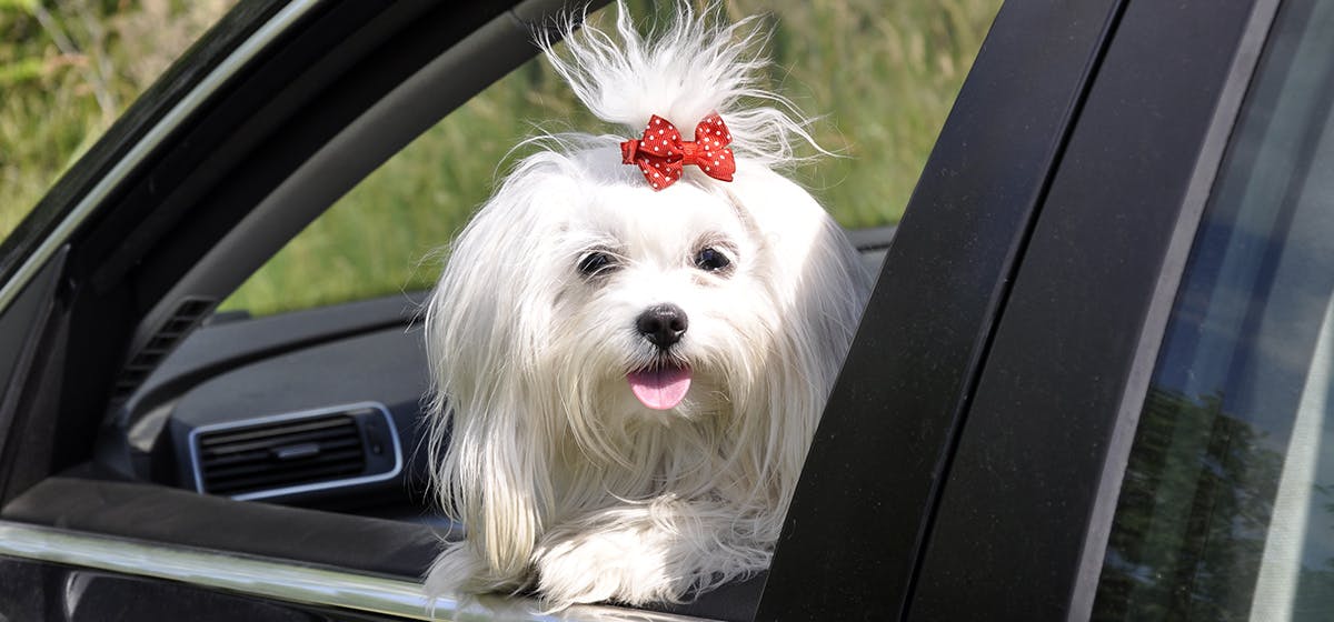 can-dogs-know-how-to-drive