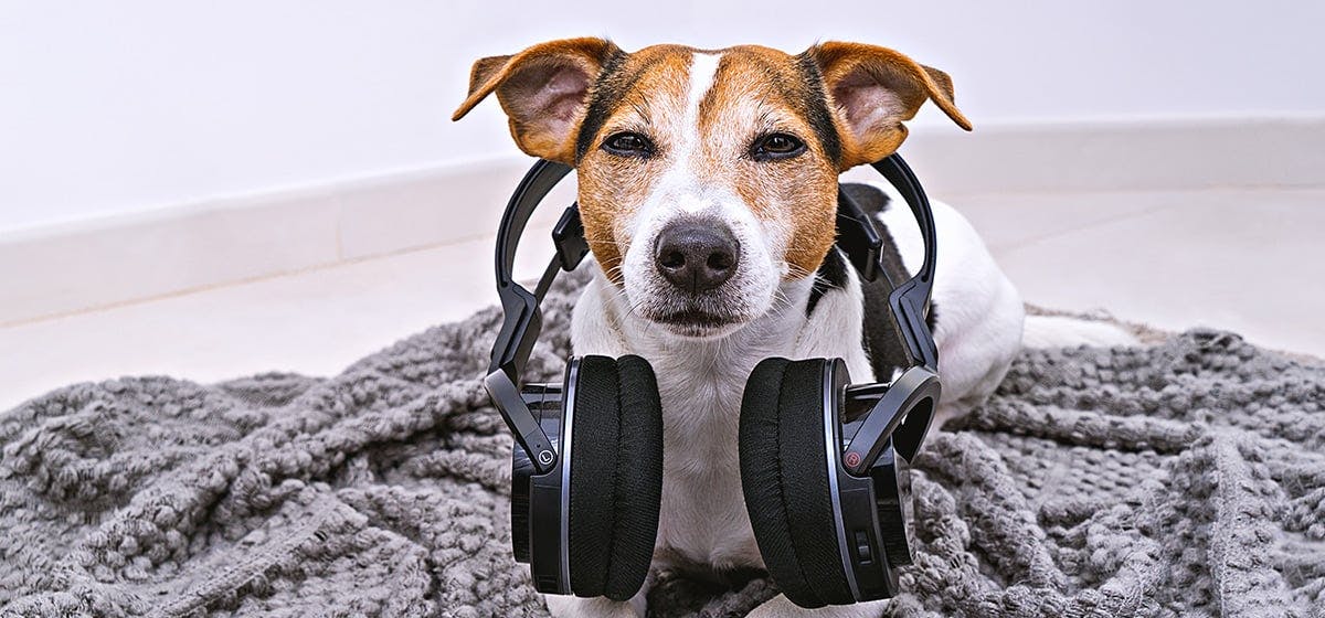 songs dogs react to