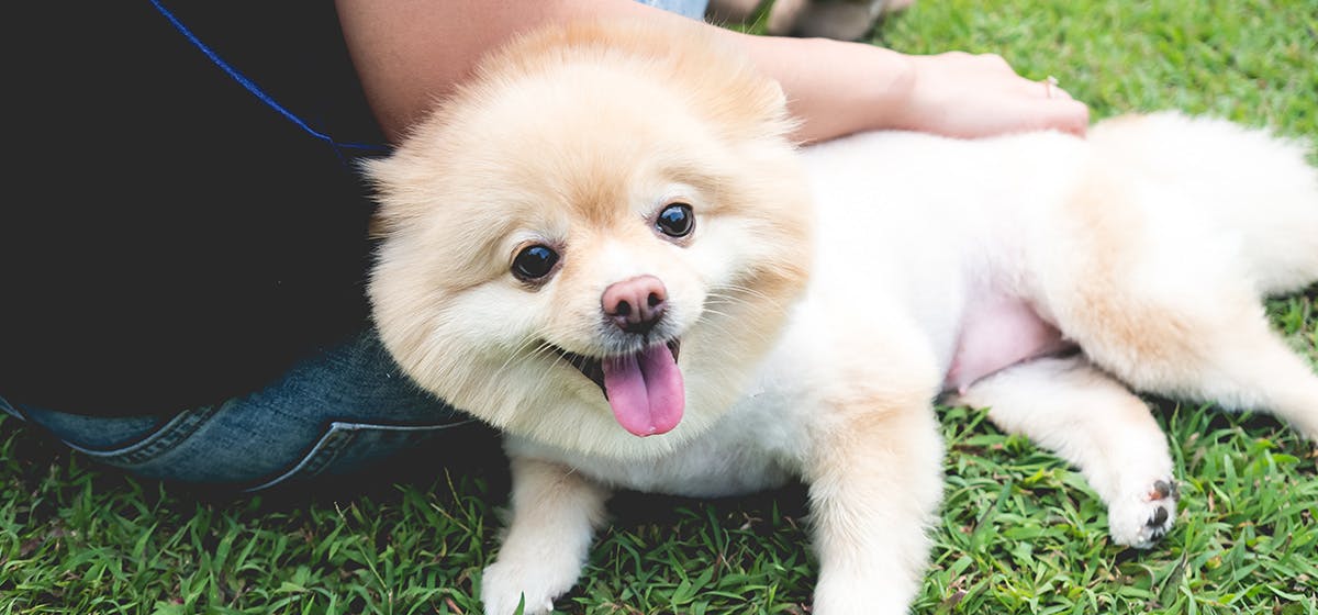 can-dogs-hear-twice-as-loud-as-humans