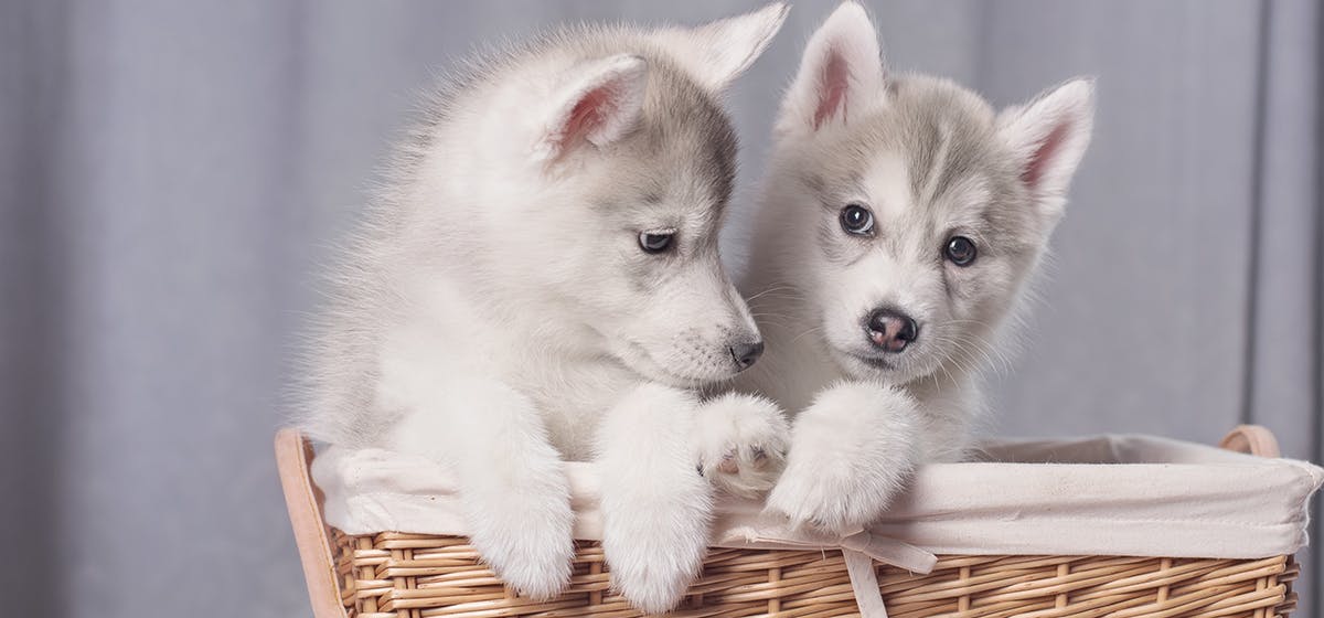 brother and sister dogs mate