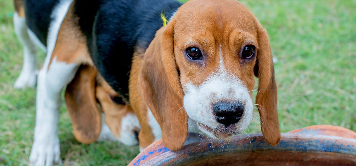 can-a-dog-smell-through-water