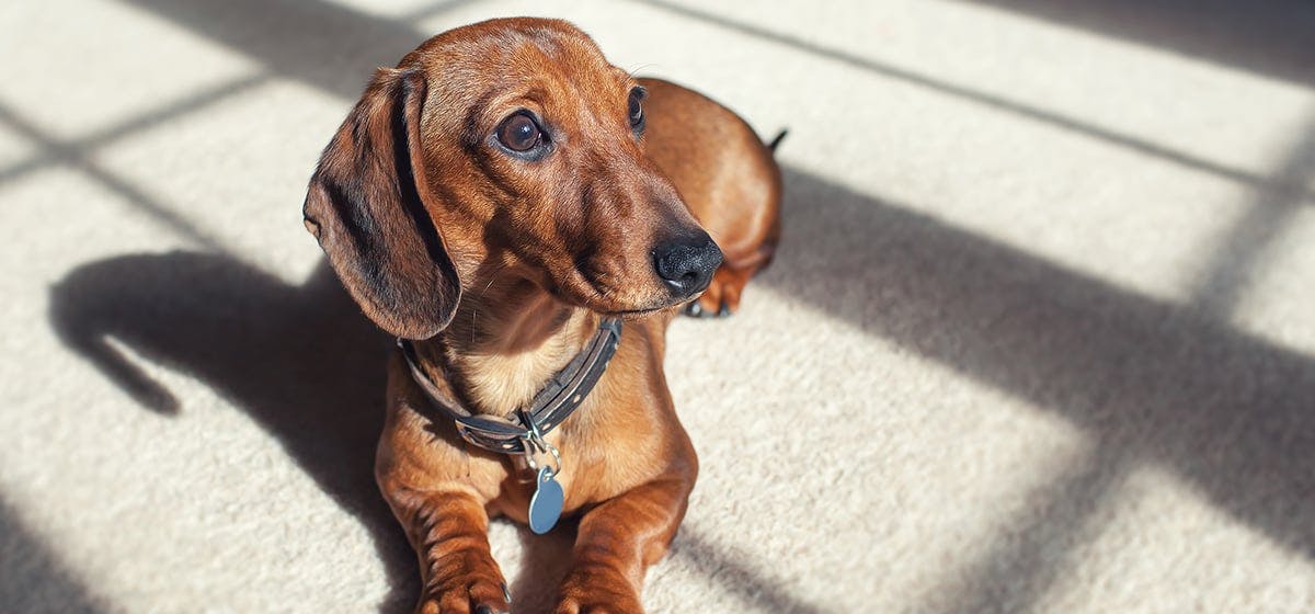 Can Dogs Feel Claustrophobic Wag