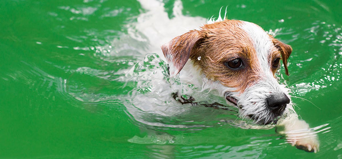 how long can a puppy swim