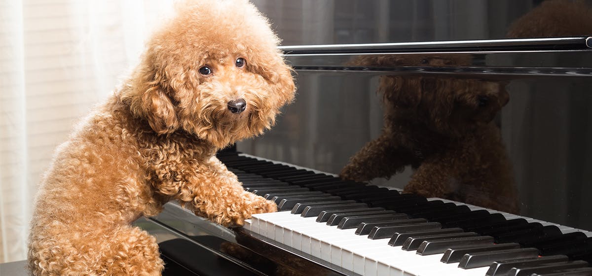 why does my dog howl when i play piano