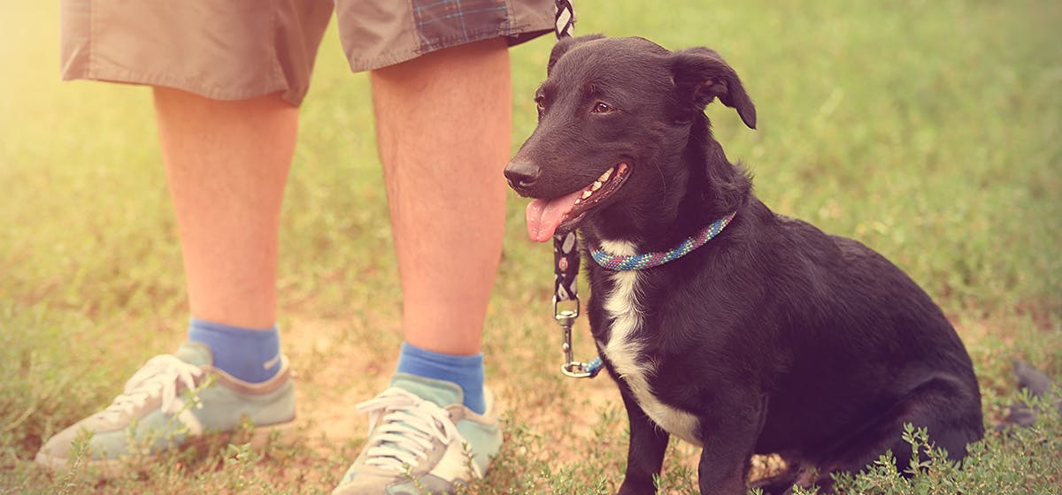 can-dogs-smell-fear-in-humans