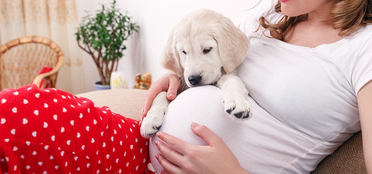 Do dogs sense when your sale pregnant