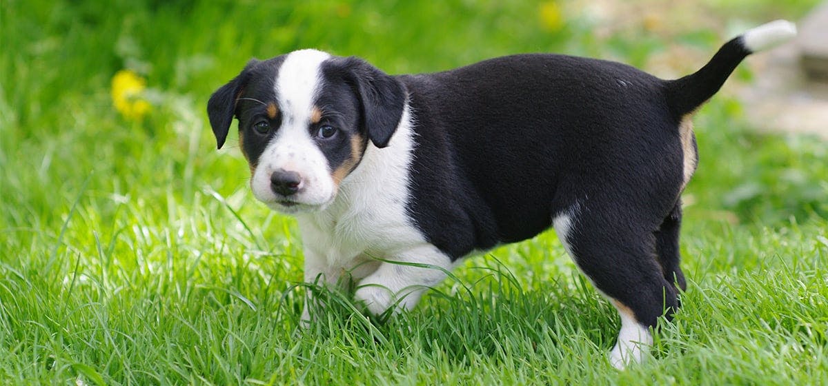 oldest living dog breed