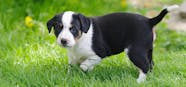 How Many Years In Dog Years Is 4 Change Comin