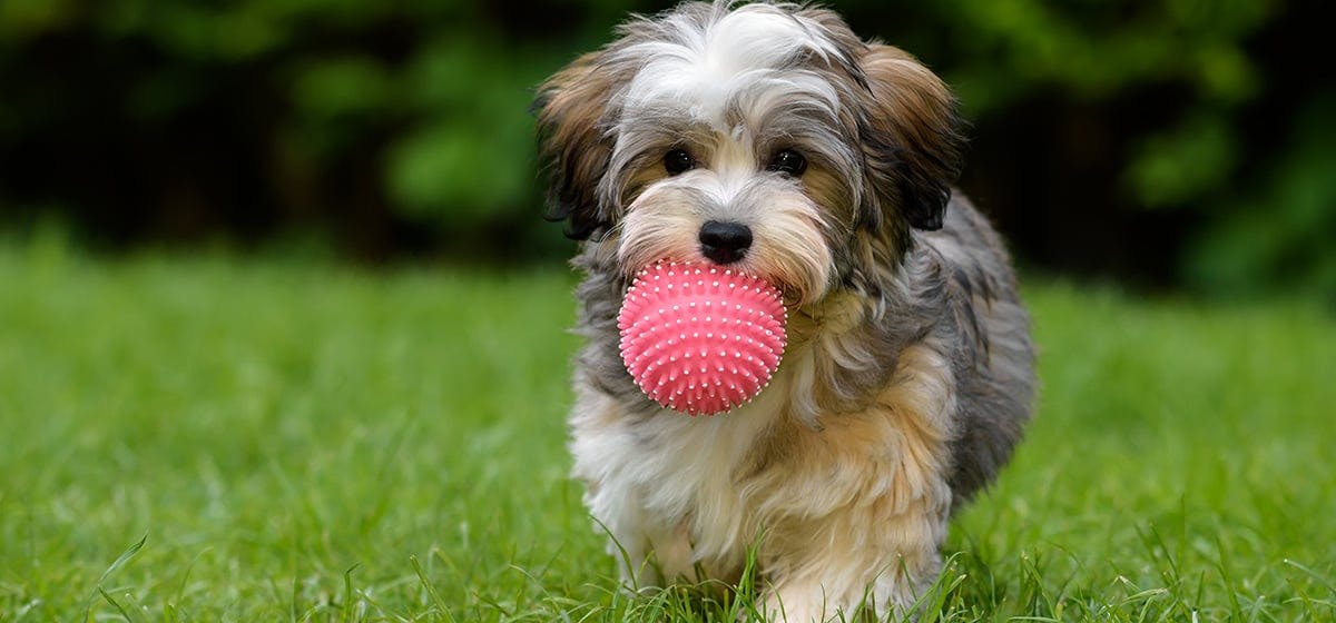 why do dogs like playing fetch