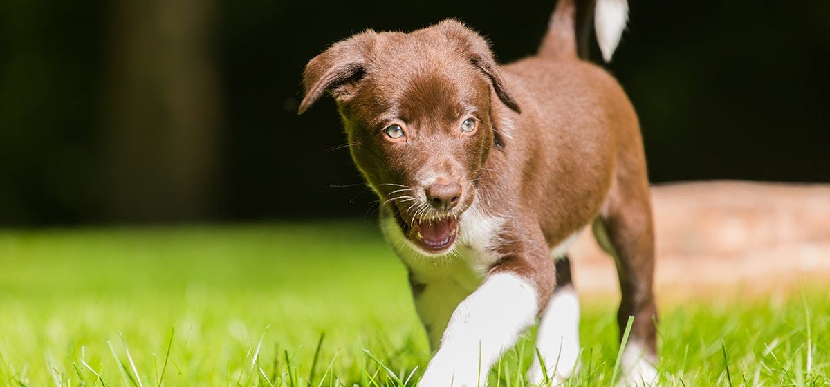 how much heat can dog paws handle