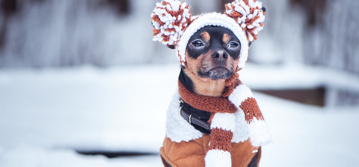 Can Dogs Feel the Cold? Wag!