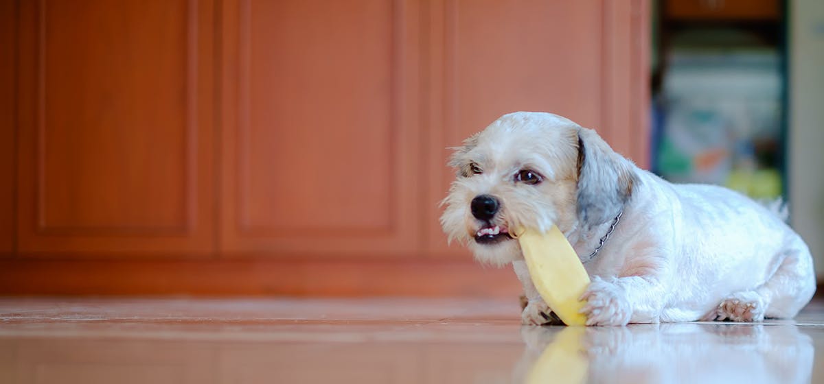 Can Dogs Taste Dried Mango? - Wag!
