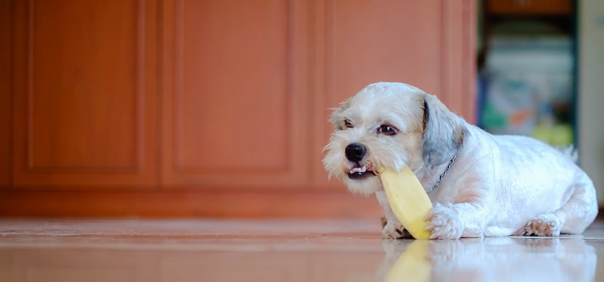 can-dogs-taste-dried-mango