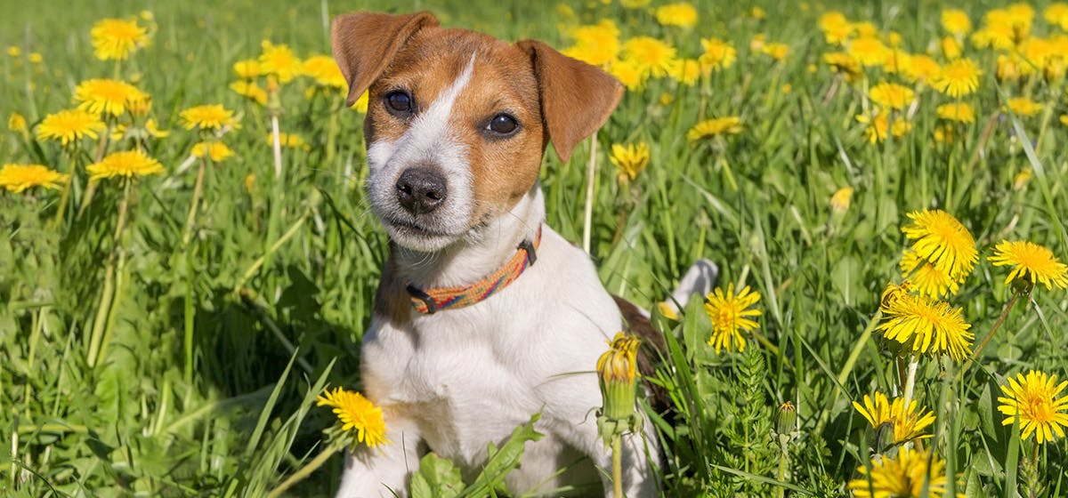 can-dogs-see-long-distance