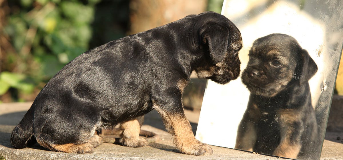 can-dogs-see-in-mirrors