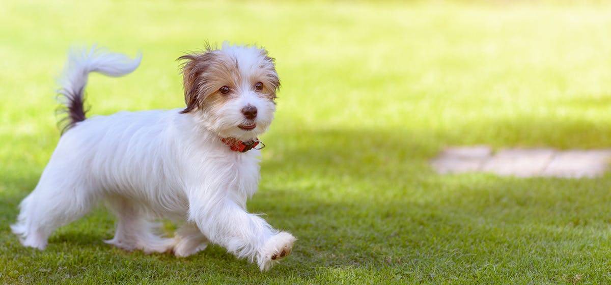 is it normal for a dog to walk backwards