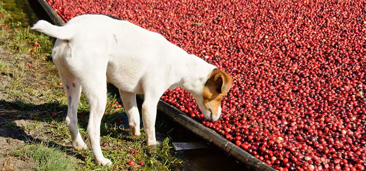 will cranberries hurt dogs