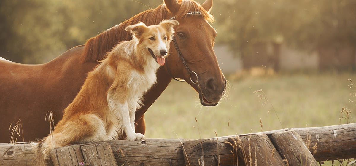 can-dogs-live-with-ponies