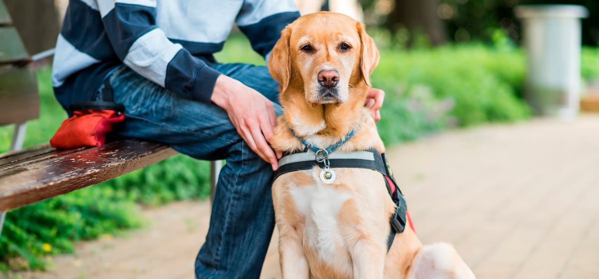 Can Dogs Feel Sad? - Wag!