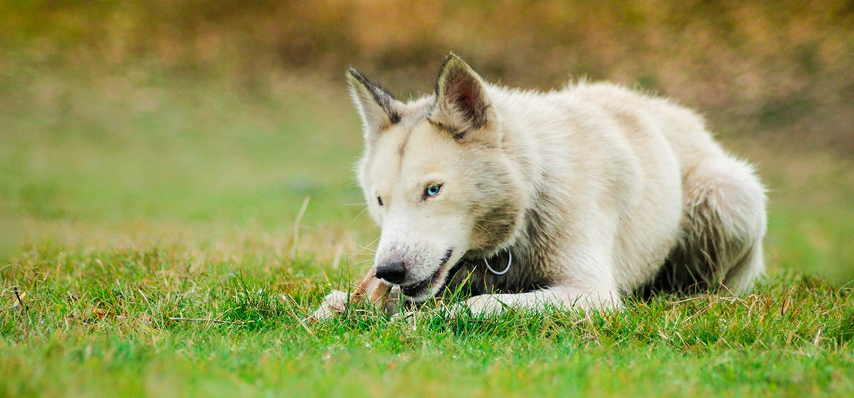 can dogs eat pink dragon fruit