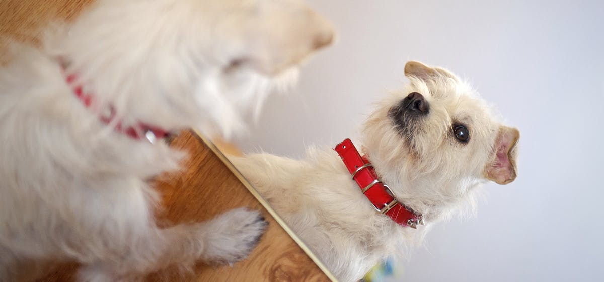 What Do Dogs See in Mirrors? - Scientific American Blog Network