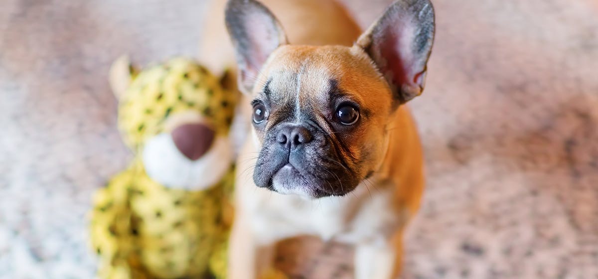 can-dogs-see-security-features-in-money