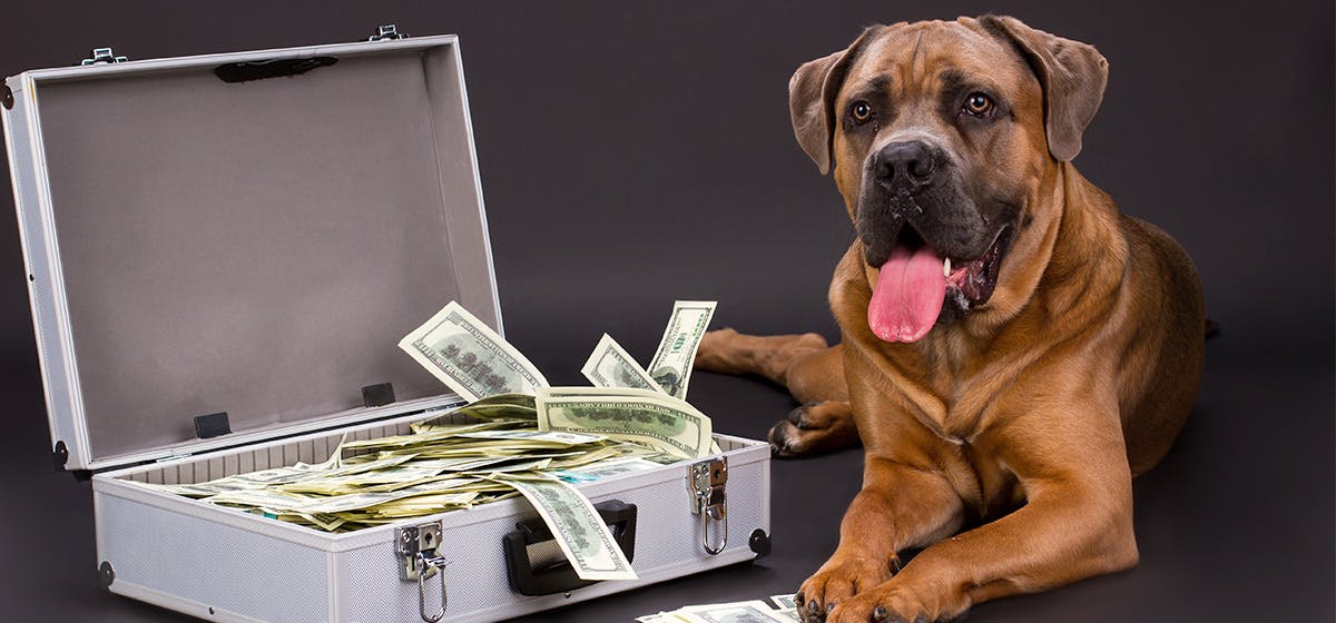 do police dogs make money