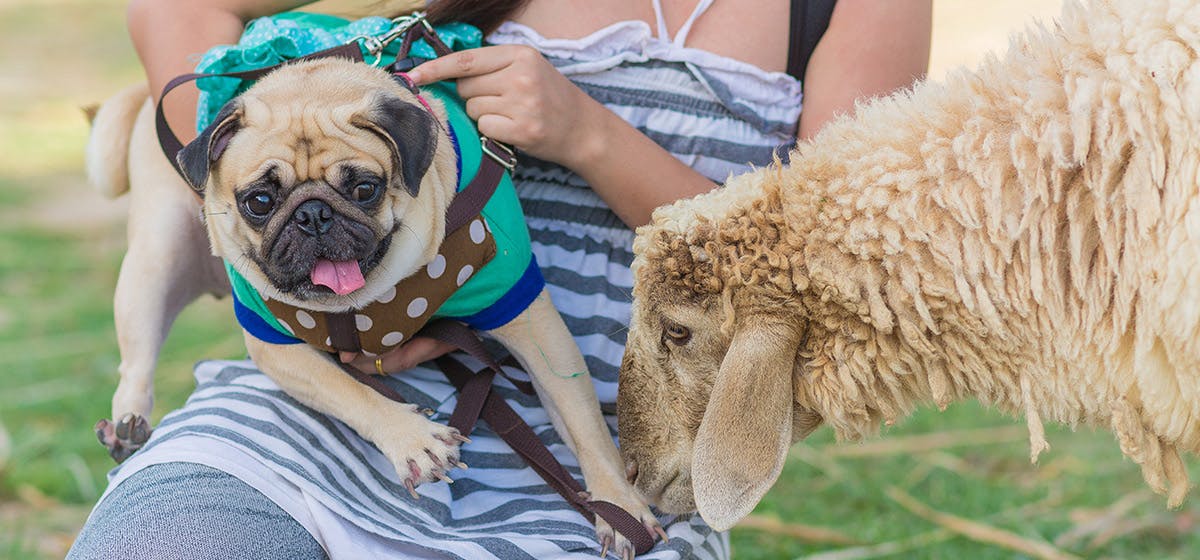 do sheep get along with dogs