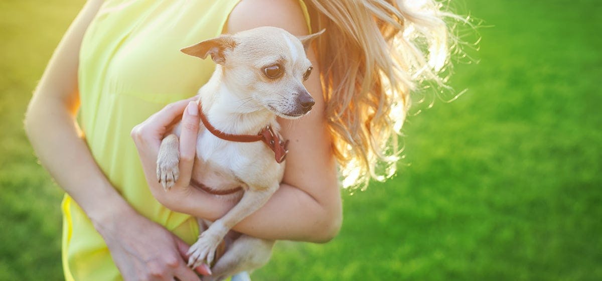 can dogs tell if you are depressed