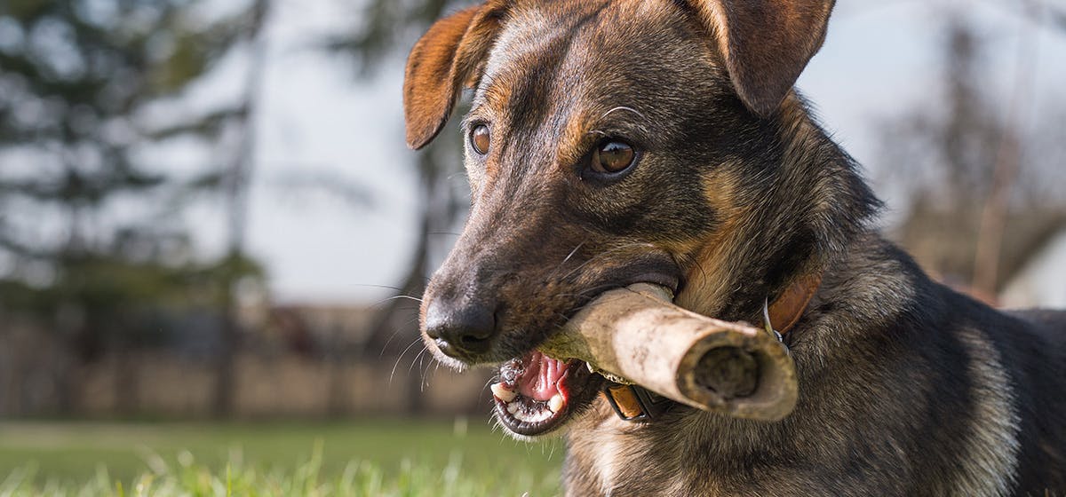 best store bought bone broth for dogs