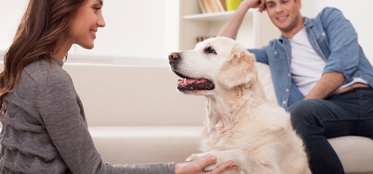 how do you tell if a dog is happy or angry