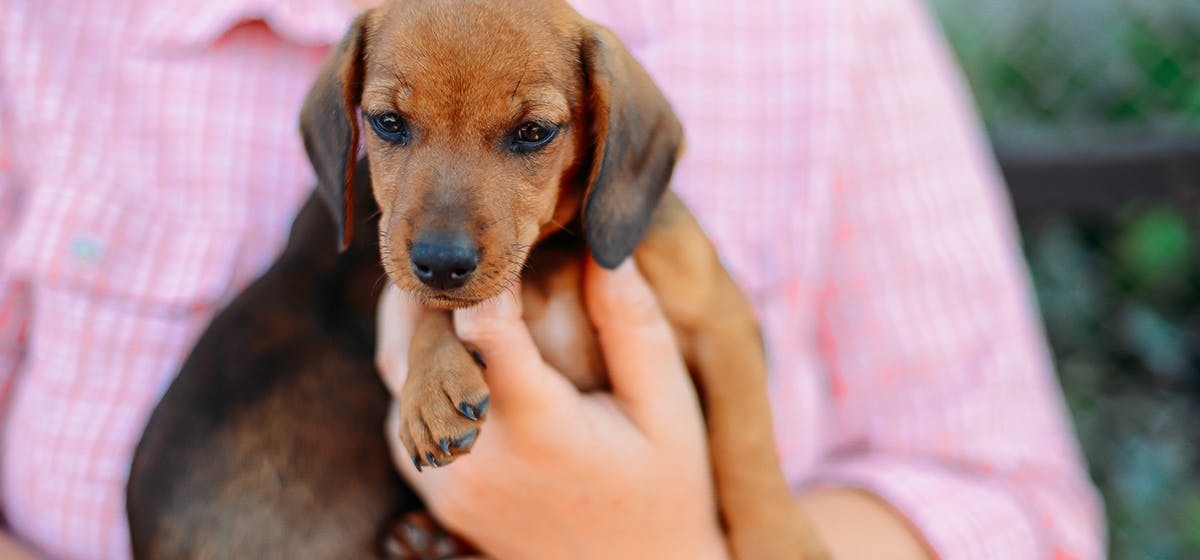 does having a dog help you live longer