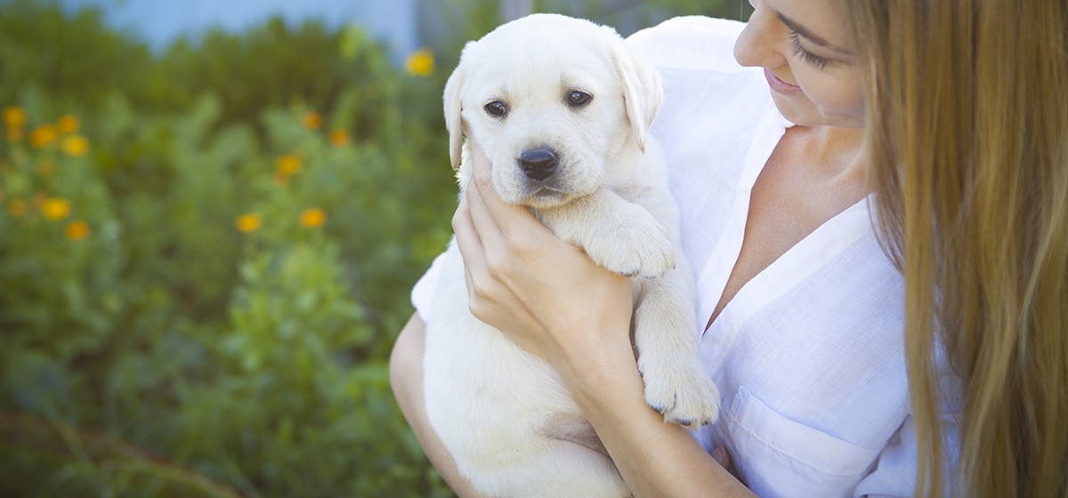 what frequency can dogs hear but not humans