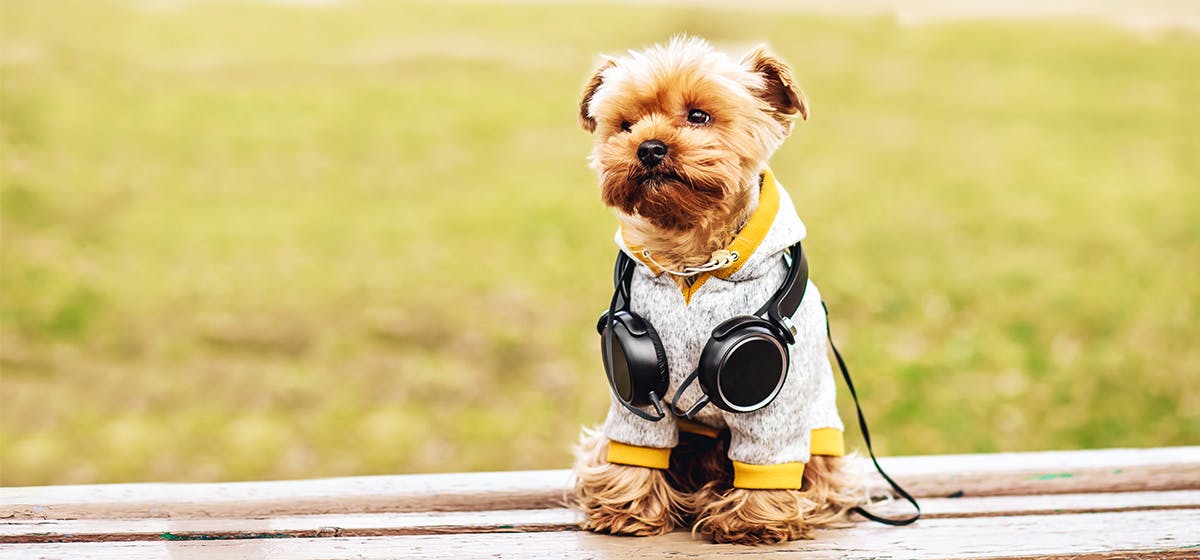 what frequency can only dogs hear