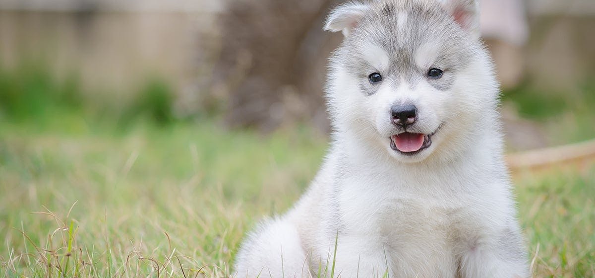 Husky puppy breathing store fast