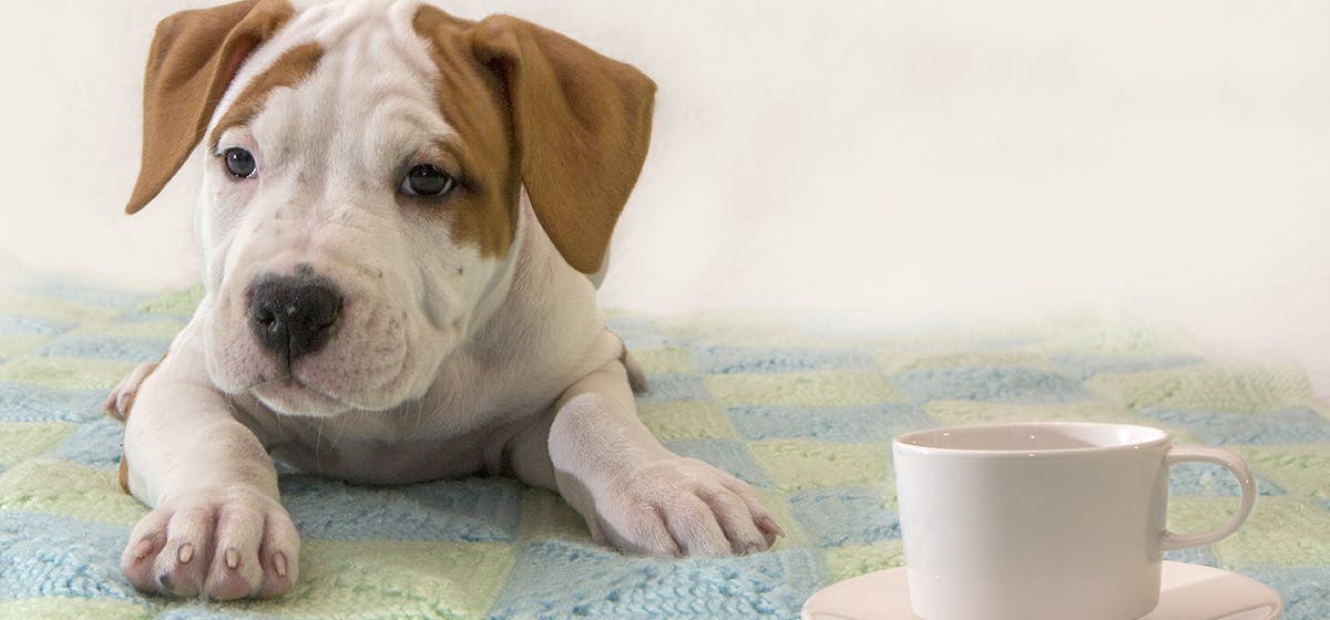 Can Dogs Taste Coffee Wag