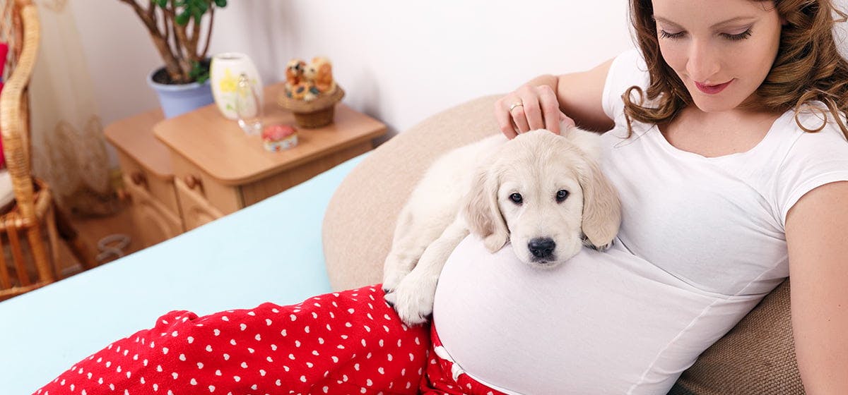 Do dogs sense store when your pregnant