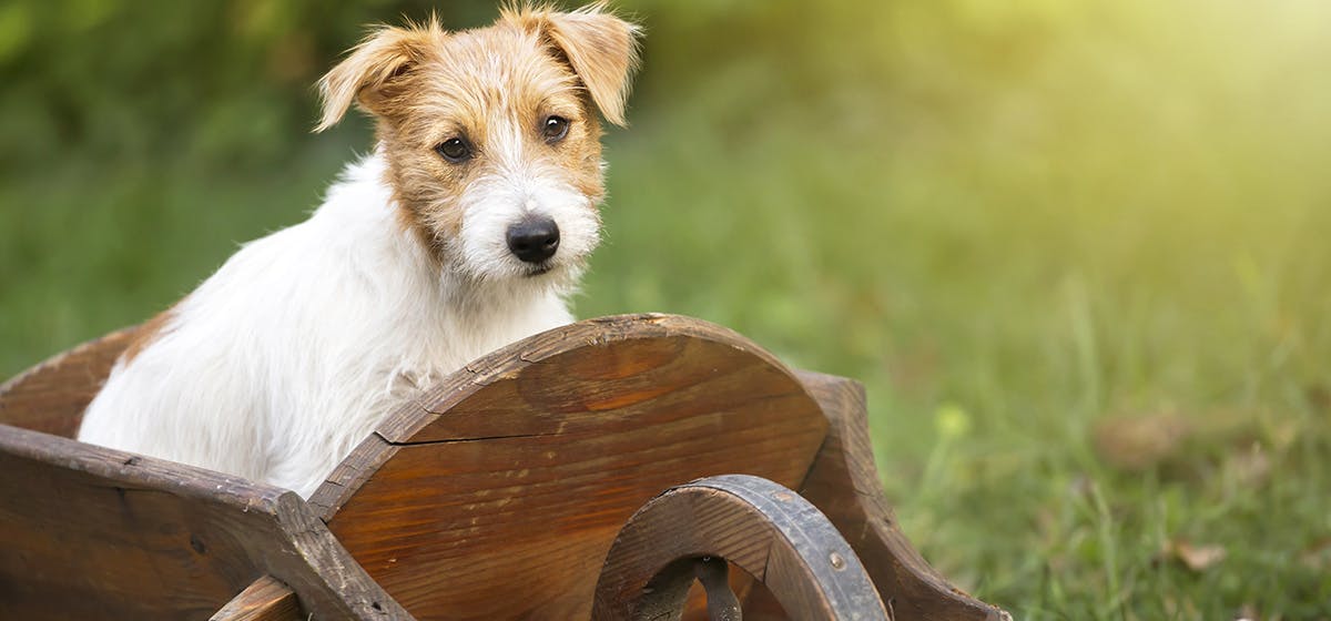 can-dogs-feel-cold-in-their-feet