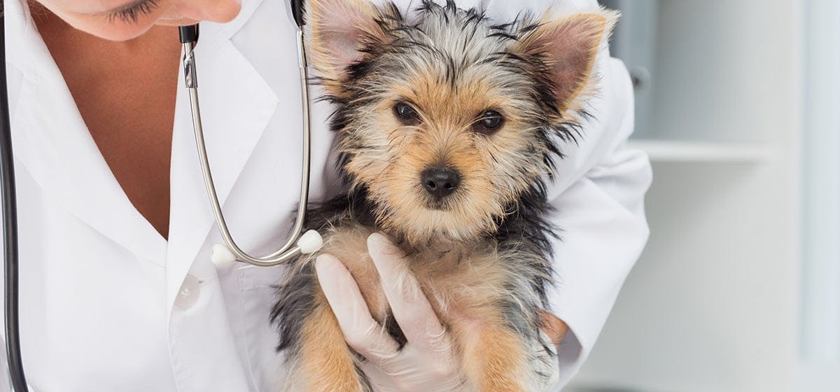 can-dogs-live-with-lyme-disease