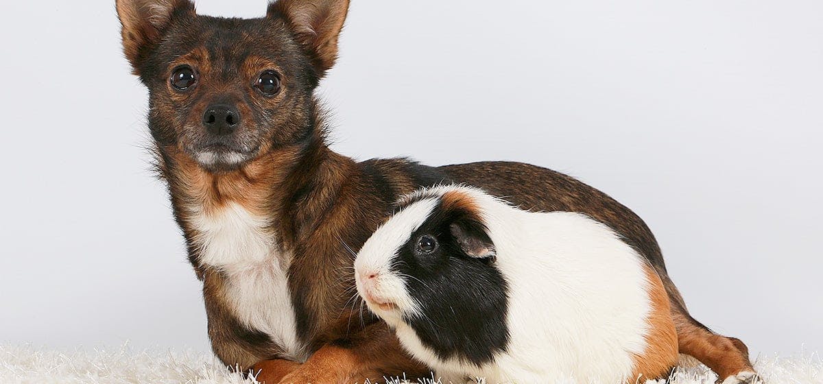 do guinea pigs get along with dogs