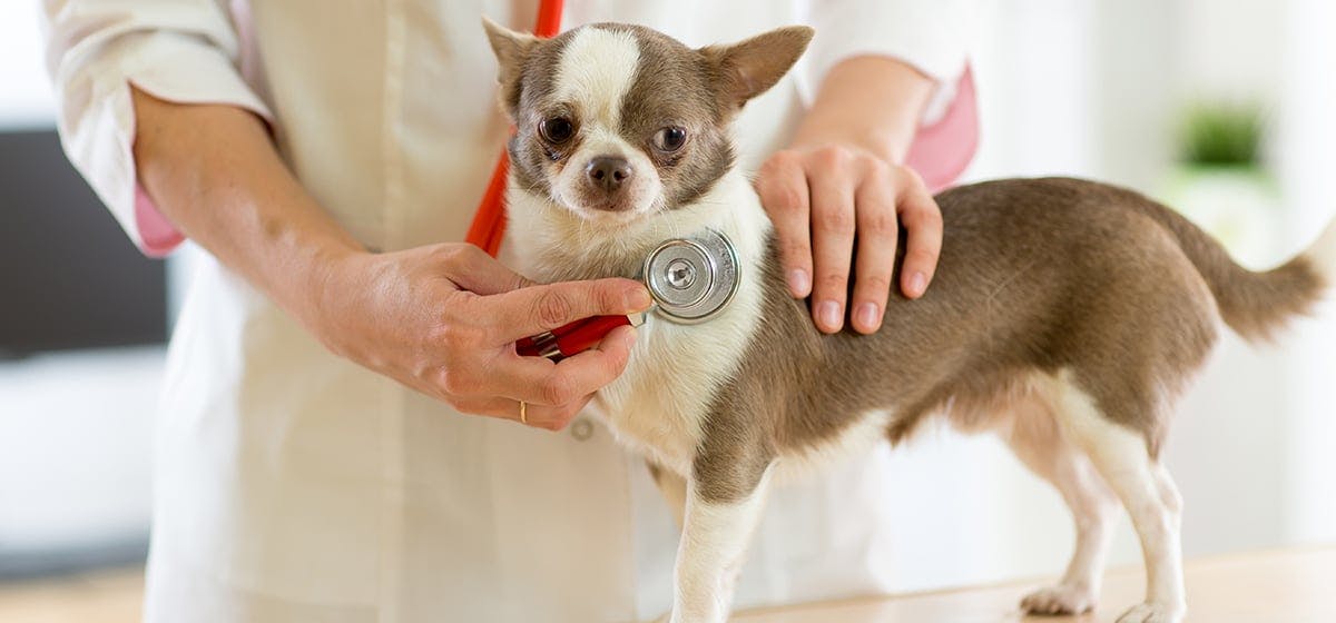 How long can an old dog live with diabetes