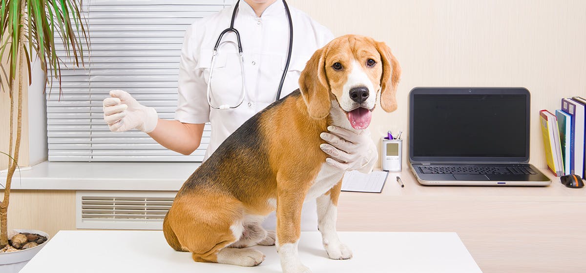 can-dogs-live-with-diabetes