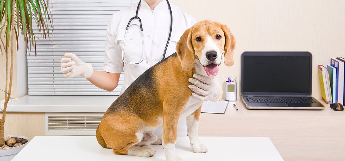 Can Dogs Live With Diabetes Wag