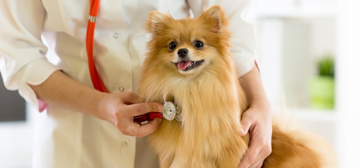 How long can a dog live with untreated cancer