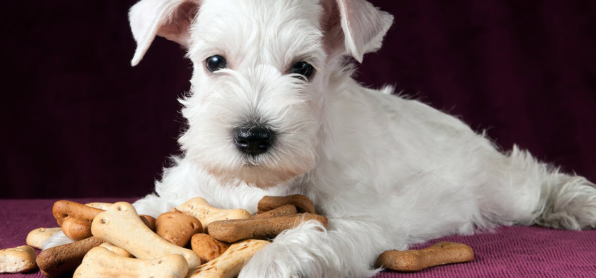 do dogs need dry food