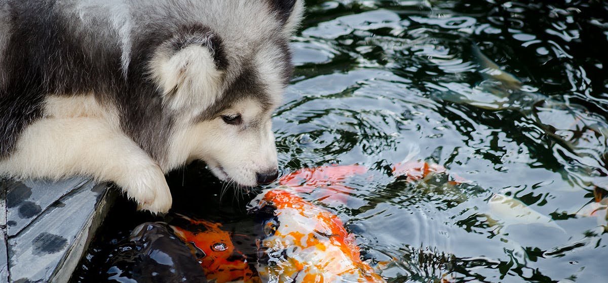 do dogs like fish tanks