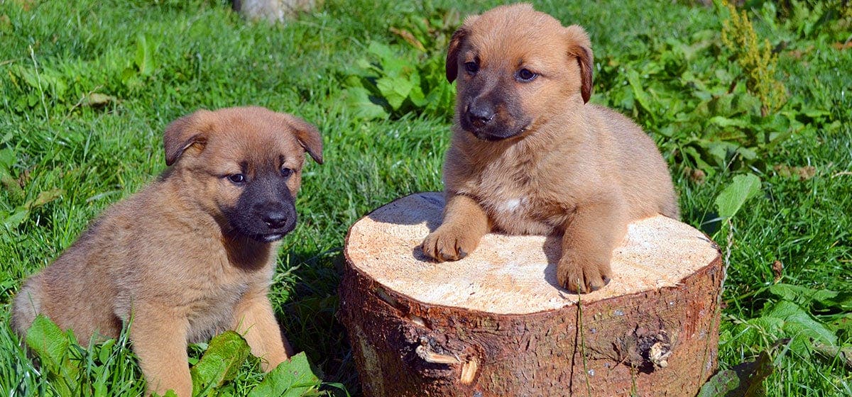 can-dogs-be-twins